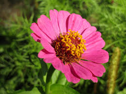 Image result for Zinnia violacea