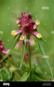 Attēlu rezultāti vaicājumam “Melampyrum cristatum”
