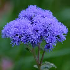 Image result for Ageratum houstonianum