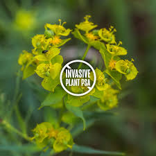 Attēlu rezultāti vaicājumam “Euphorbia virgata”