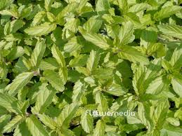 Attēlu rezultāti vaicājumam “Mentha x piperita”