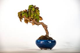 Image result for parthenocissus bonsai
