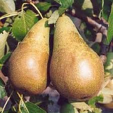 Attēlu rezultāti vaicājumam “Pyrus”