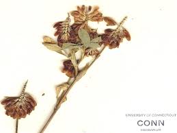 Attēlu rezultāti vaicājumam “Trifolium aureum leaf”