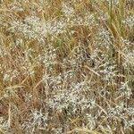 Attēlu rezultāti vaicājumam “Corynephorus canescens fruit”