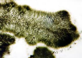 Attēlu rezultāti vaicājumam “Chaetophora pisiformis”