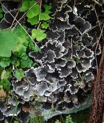 Attēlu rezultāti vaicājumam “Peltigera praetextata”