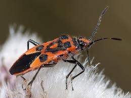 Attēlu rezultāti vaicājumam “Corizus hyoscyami”