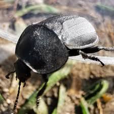 Attēlu rezultāti vaicājumam “Silpha obscura”