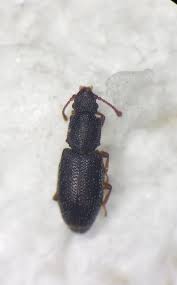 Attēlu rezultāti vaicājumam “Silvanidae”