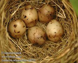 Attēlu rezultāti vaicājumam “Emberiza schoeniclus eggs”