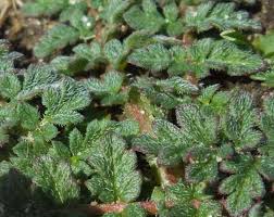 Attēlu rezultāti vaicājumam “Erodium cicutarium leaf”