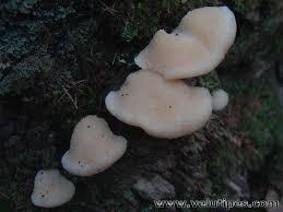 Attēlu rezultāti vaicājumam “Climacocystis borealis”