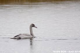 Attēlu rezultāti vaicājumam “Cygnus cygnus juvenile”