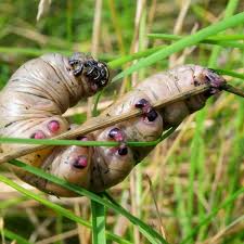 Attēlu rezultāti vaicājumam “Hyles gallii imago”