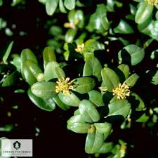 Attēlu rezultāti vaicājumam “Buxus sempervirens flower”