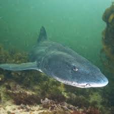 Image result for Triakis megalopterus