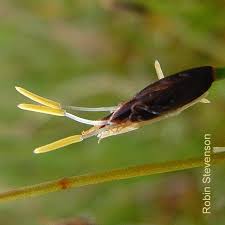 Attēlu rezultāti vaicājumam “Eleocharis quinqueflora”