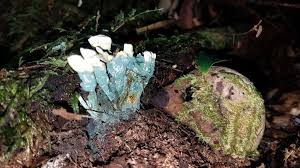 Attēlu rezultāti vaicājumam “Penicillium vulpinum”