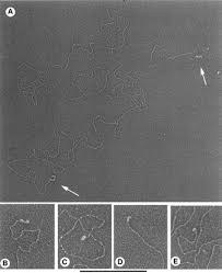 Image result for the end of the t-loop structure