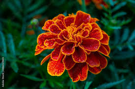 Attēlu rezultāti vaicājumam “Tagetes flower”