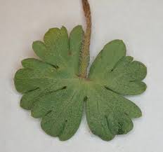 Attēlu rezultāti vaicājumam “Geranium molle leaf”