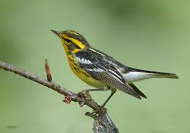 Image result for Dendroica fusca