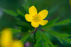 Attēlu rezultāti vaicājumam “Anemone ranunculoides flower”