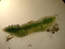 Attēlu rezultāti vaicājumam “Riccia sorocarpa macro”