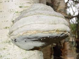 Attēlu rezultāti vaicājumam “Fomes fomentarius”