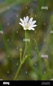 Attēlu rezultāti vaicājumam “Stellaria palustris flower”
