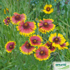 Image result for Gaillardia `Kobold`