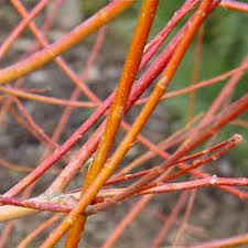 Attēlu rezultāti vaicājumam “Salix alba var. vitellina”