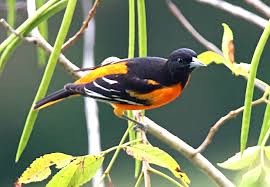 Image result for Icterus galbula