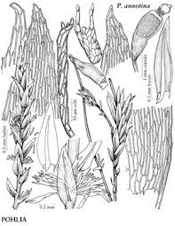 Attēlu rezultāti vaicājumam “Pohlia”