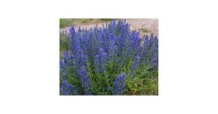 Attēlu rezultāti vaicājumam “Echium vulgare”