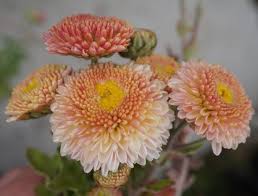 Image result for Chrysanthemum ptarmiciflorum