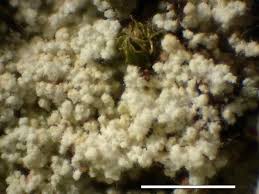 Attēlu rezultāti vaicājumam “Lepraria”