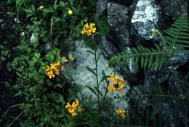 Attēlu rezultāti vaicājumam “Erysimum hieracifolium leaf”