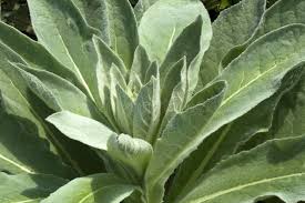 Attēlu rezultāti vaicājumam “Verbascum nigrum leaf”