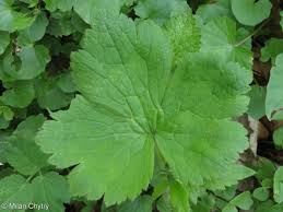 Attēlu rezultāti vaicājumam “Ranunculus lanuginosus bud”