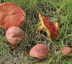 Attēlu rezultāti vaicājumam “Xerocomus rubellus”