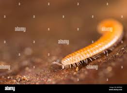 Attēlu rezultāti vaicājumam “Polyzonium germanicum”