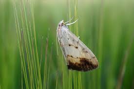 Attēlu rezultāti vaicājumam “Evergestis extimalis”