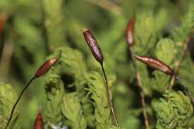 Attēlu rezultāti vaicājumam “Anomodon attenuatus sporophyte”