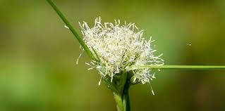 Attēlu rezultāti vaicājumam “Eriophorum gracile fruit”