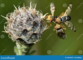 Attēlu rezultāti vaicājumam “Urophora jaceana”