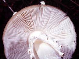 Attēlu rezultāti vaicājumam “Amanita pantherina”