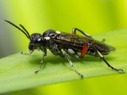 Attēlu rezultāti vaicājumam “Licea pygmaea macro”