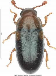 Attēlu rezultāti vaicājumam “Dacne bipustulata”